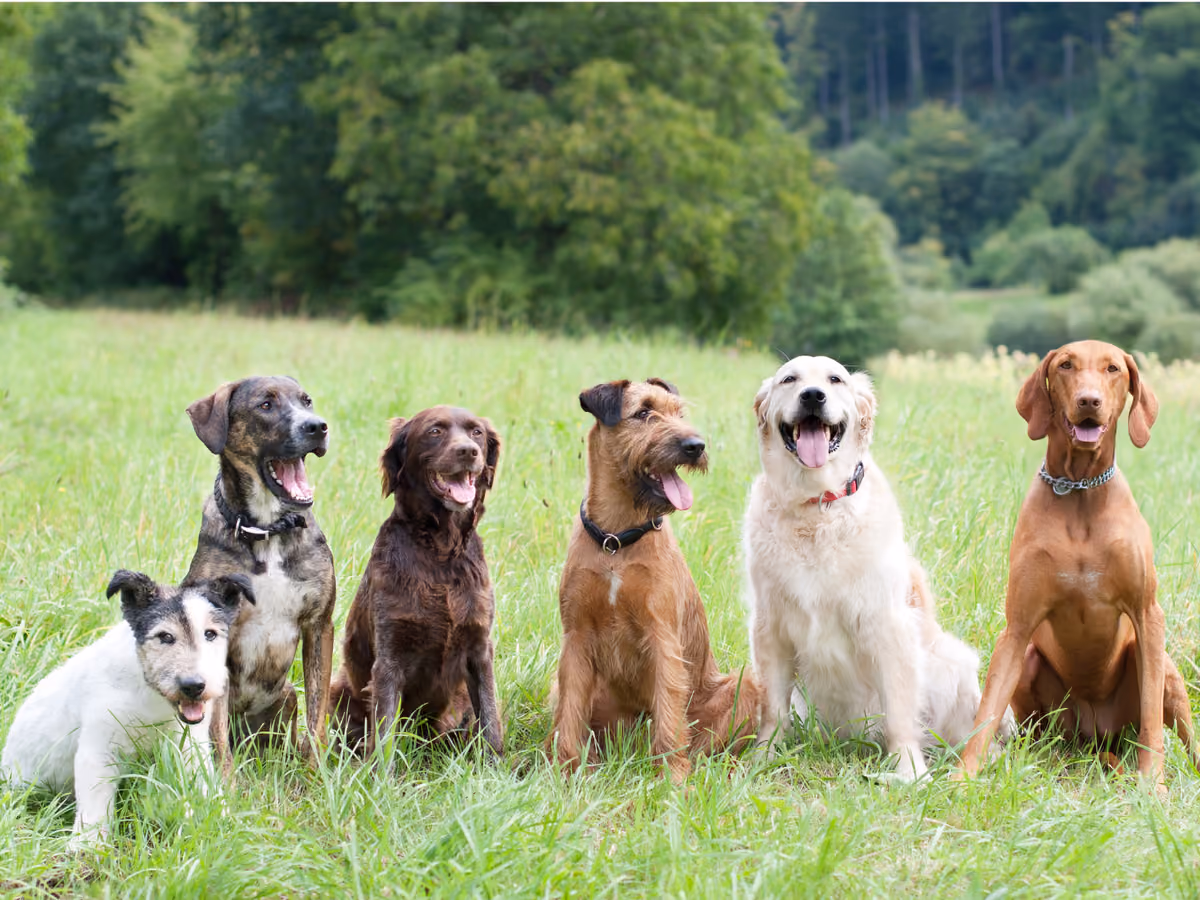 Säcke mit Hundefutter im Regal