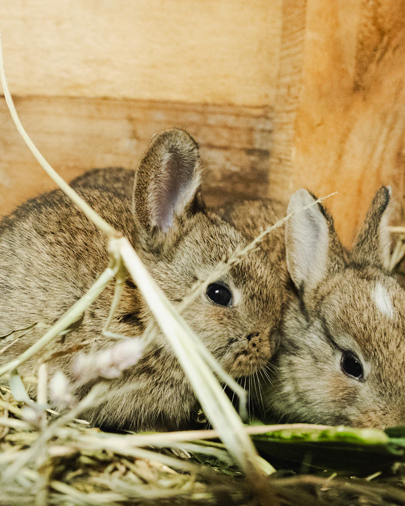 Kaninchen im Stroh als Beispiel für Kaninchenfutter